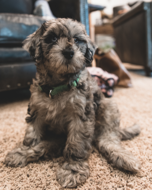 Fluffy Mini Portidoodle Poodle Mix Pup