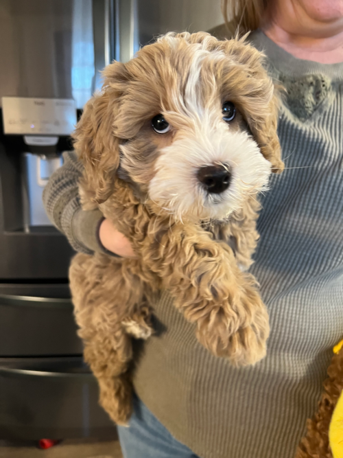 Playful Mini Groodle Poodle Mix Pup