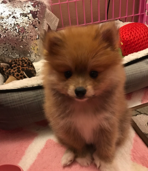 Energetic Pomeranian Purebred Pup