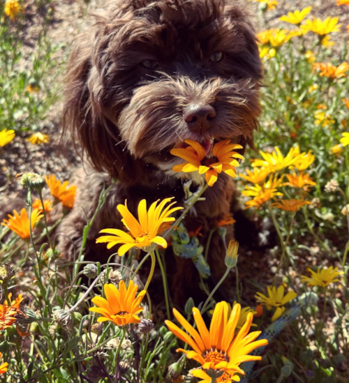 Cute Havapoo Pup