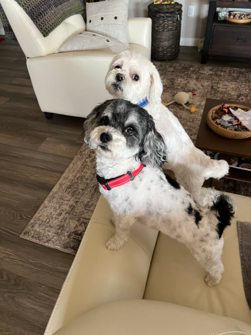 Maltipoo Being Cute