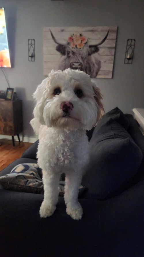 Little Bernadoodle Poodle Mix Pup