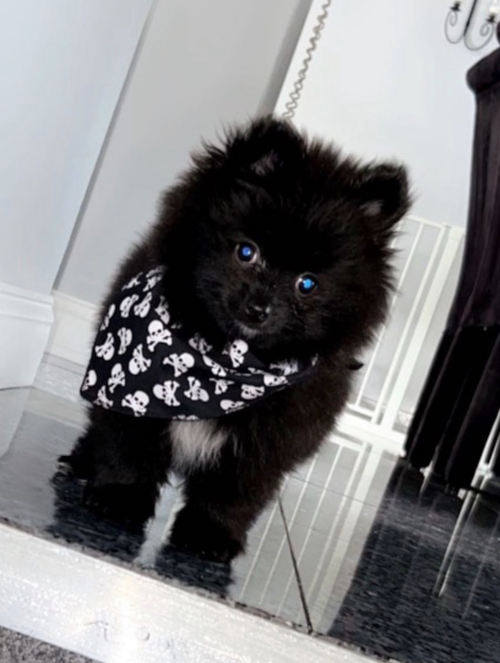 Fluffy Pomeranian Purebred Pup