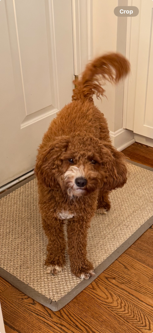 Cute Mini Irish Doodle Pup in