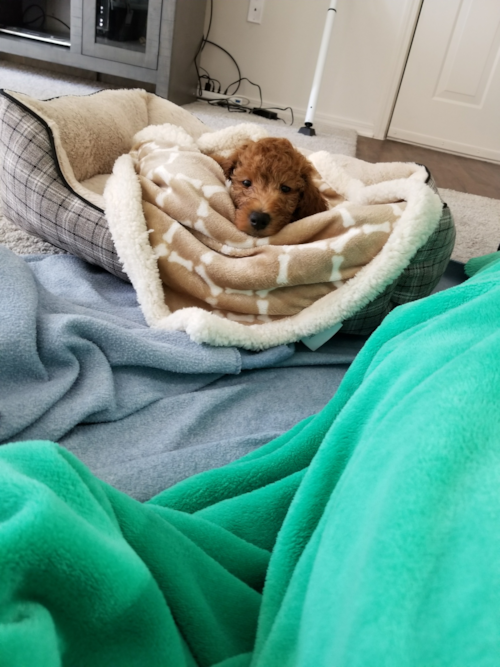 Colorado Mini Goldendoodle Pup