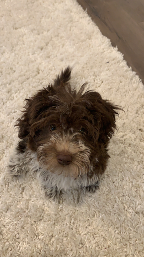 Happy Mini Aussiedoodle Pup in Highlands Ranch CO