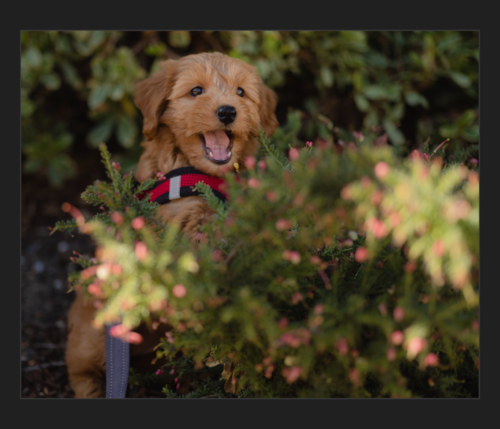 Friendly Mini Goldendoodle Pup in Mountain View CA
