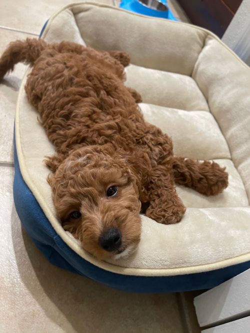 Small Mini Goldendoodle Pup in Windermere FL