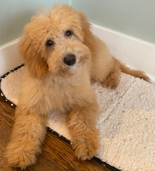 Friendly Mini Goldendoodle Pup in Pittsburgh PA