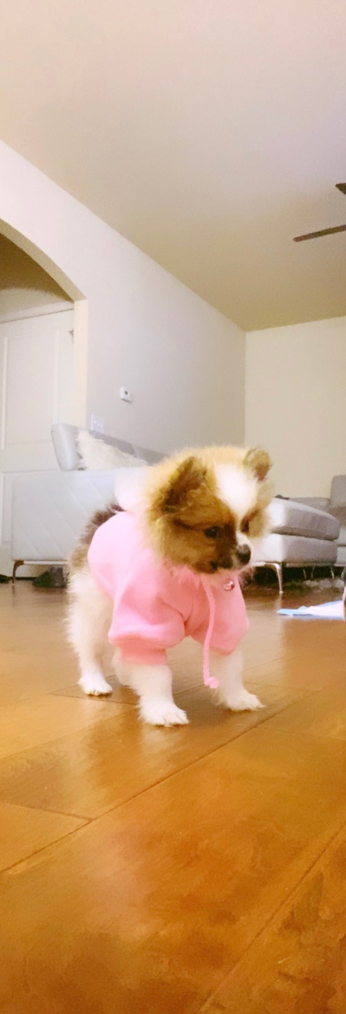 Friendly Pomeranian Purebred Pup