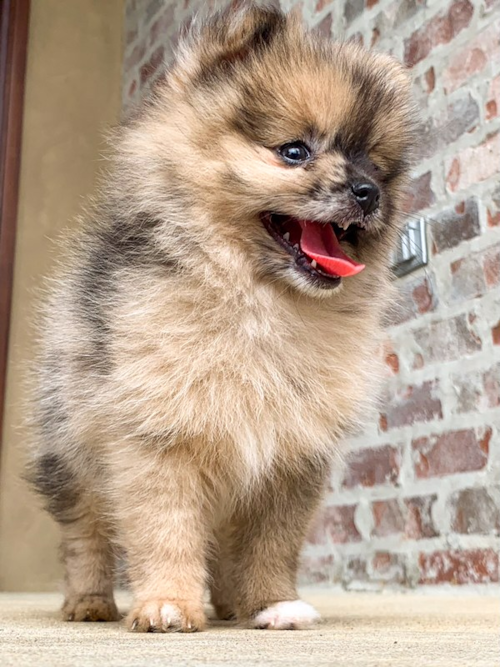 Pomeranian Being Cute