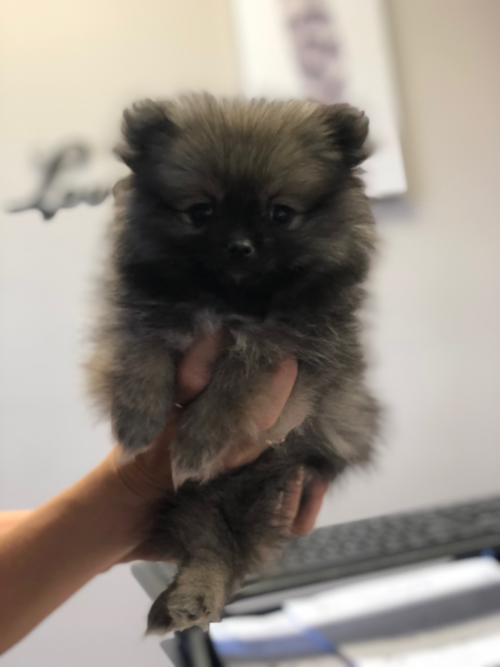 Cute Pomeranian Pup in Coshocton OH
