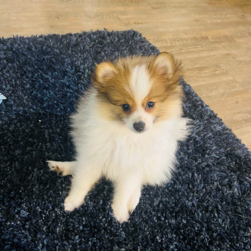 Sweet Pomeranian Pup in Goleta CA