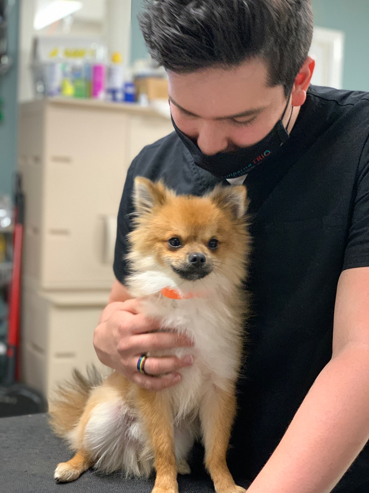 Available Pomeranian Puppies for Sale in Minneapolis, Minnesota