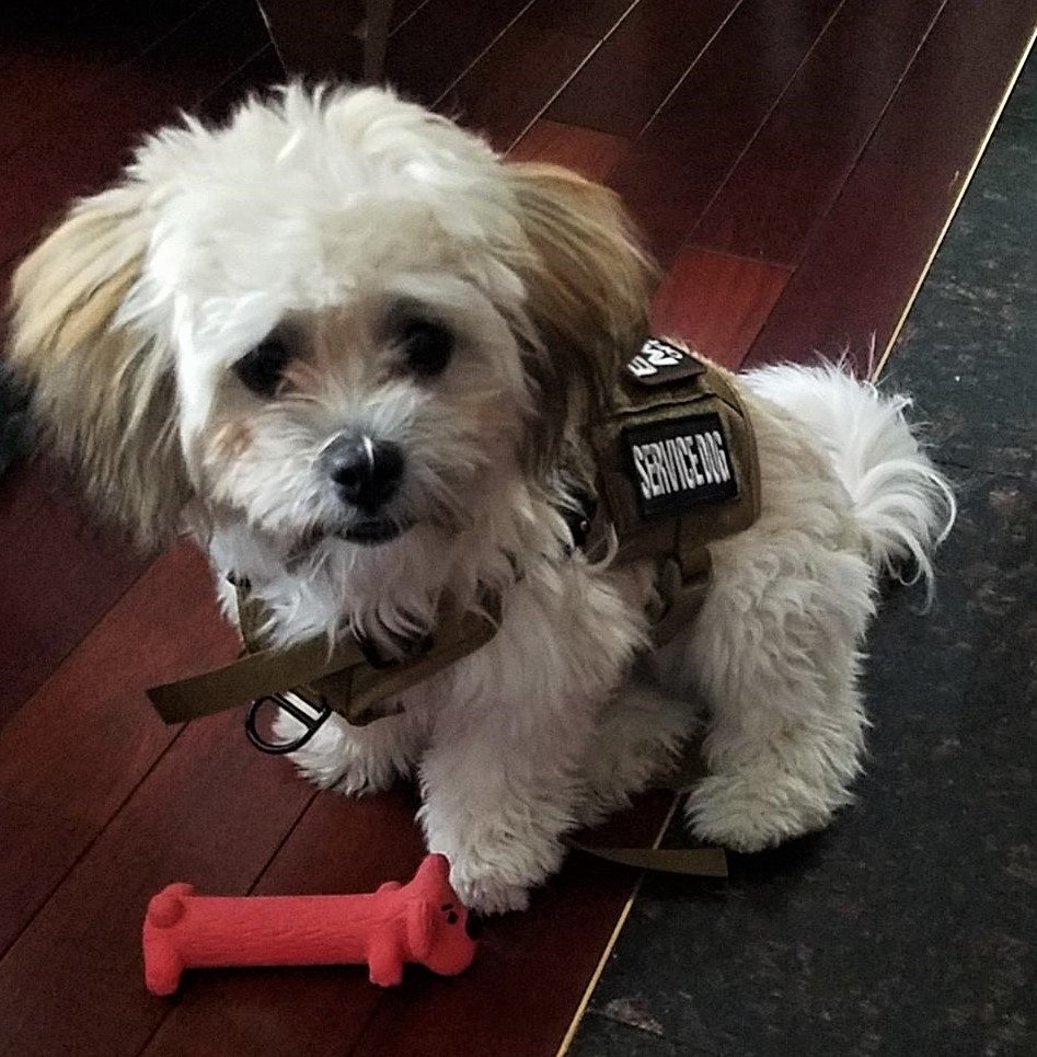 Find Teddy Bear Puppies for Sale in Des Moines, Iowa