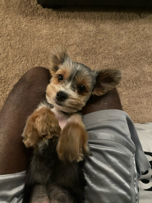 Playful Yorkshire Terrier Purebred Pup
