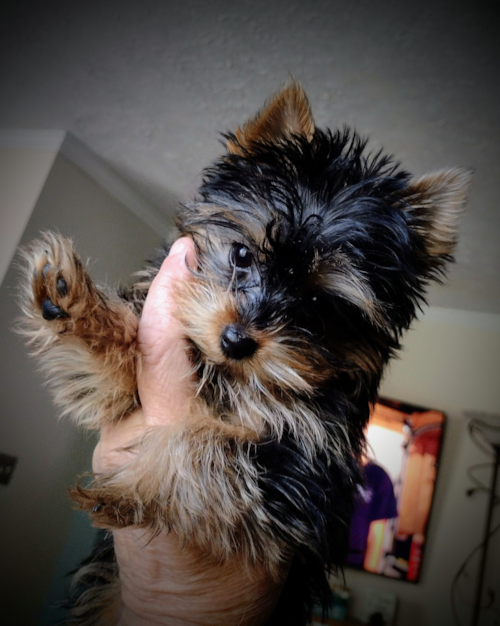 Chillicothe Yorkshire Terrier Pup