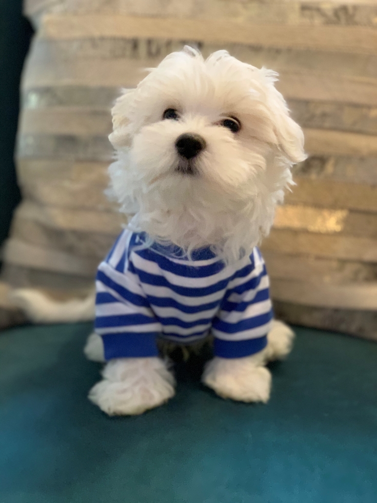 What is the temperament of a Maltese puppy?