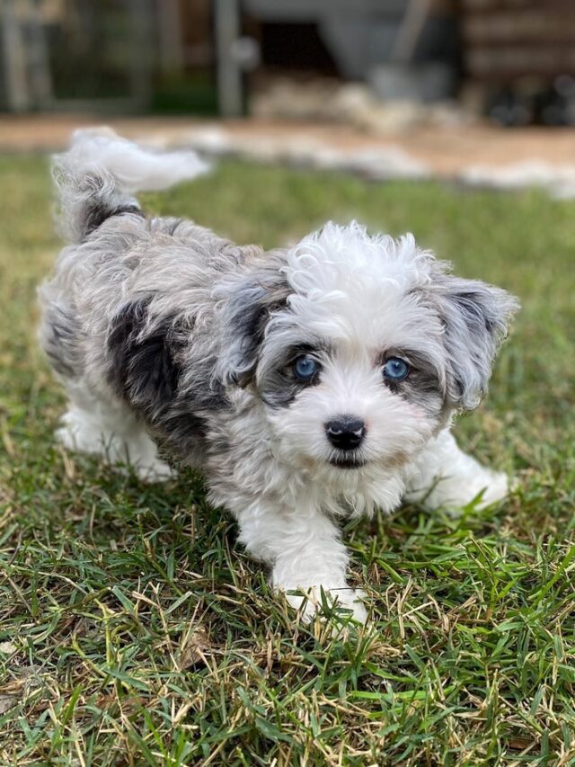 The Aussie Bichon puppy - Inspiration Station