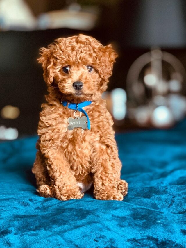 5 Best Designer Puppy Breeds For Families With Kids Inspiration Station