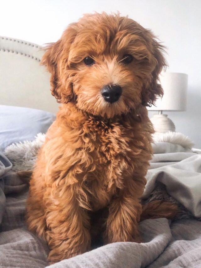 Mini Goldendoodle Size Secrets You Wont Believe How Big They Really Get - gqp0ccm