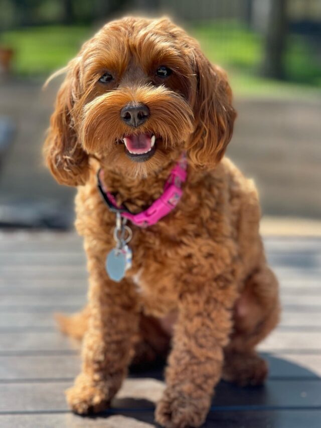 The Australian Labradoodle puppy Inspiration Station