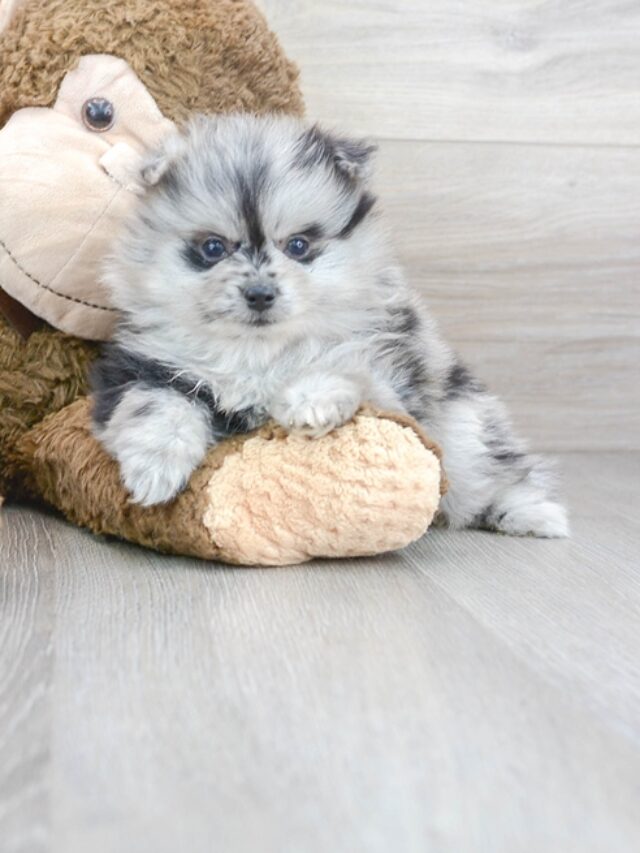 How big do Pomeranian puppies get? Inspiration Station