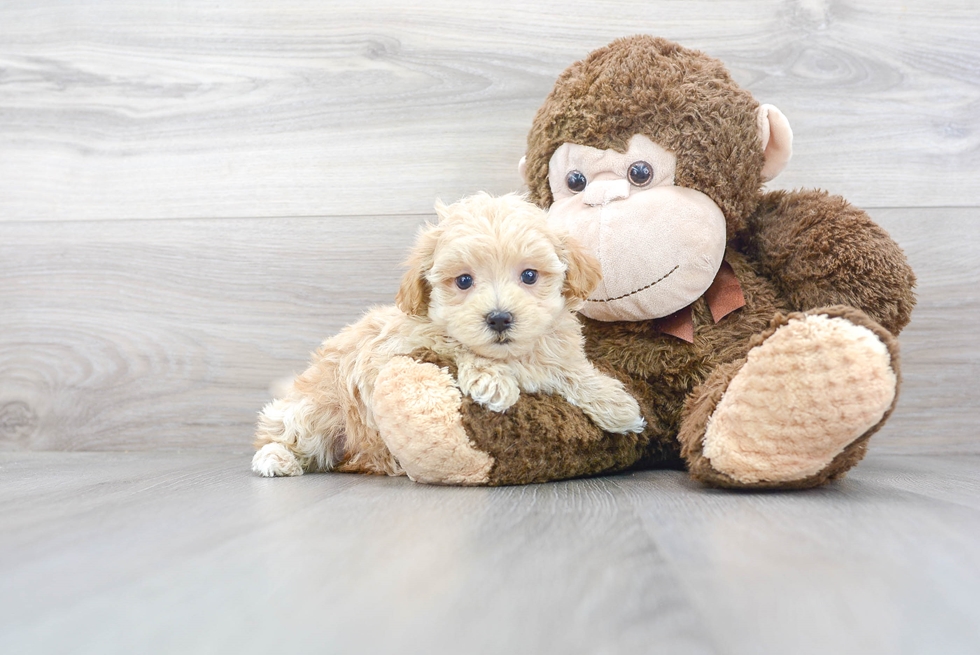 maltipoo-angelina-7312540142274421