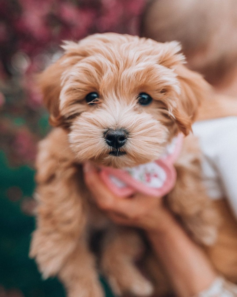 maltipoo