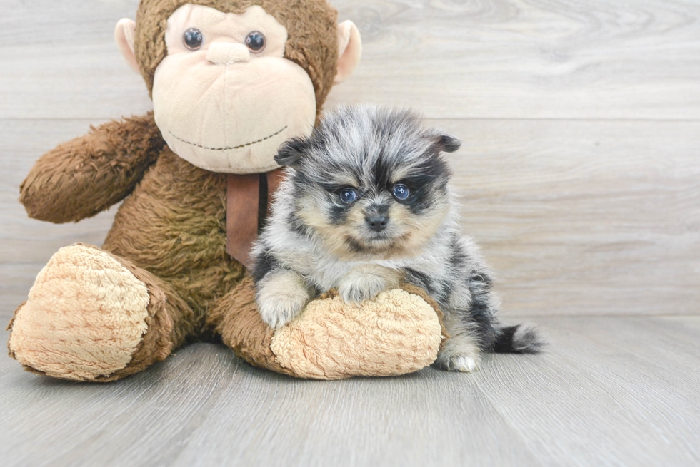 What is a Pomeranian puppy?
