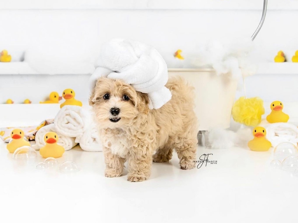See The Maltipoo Puppy – Part 2