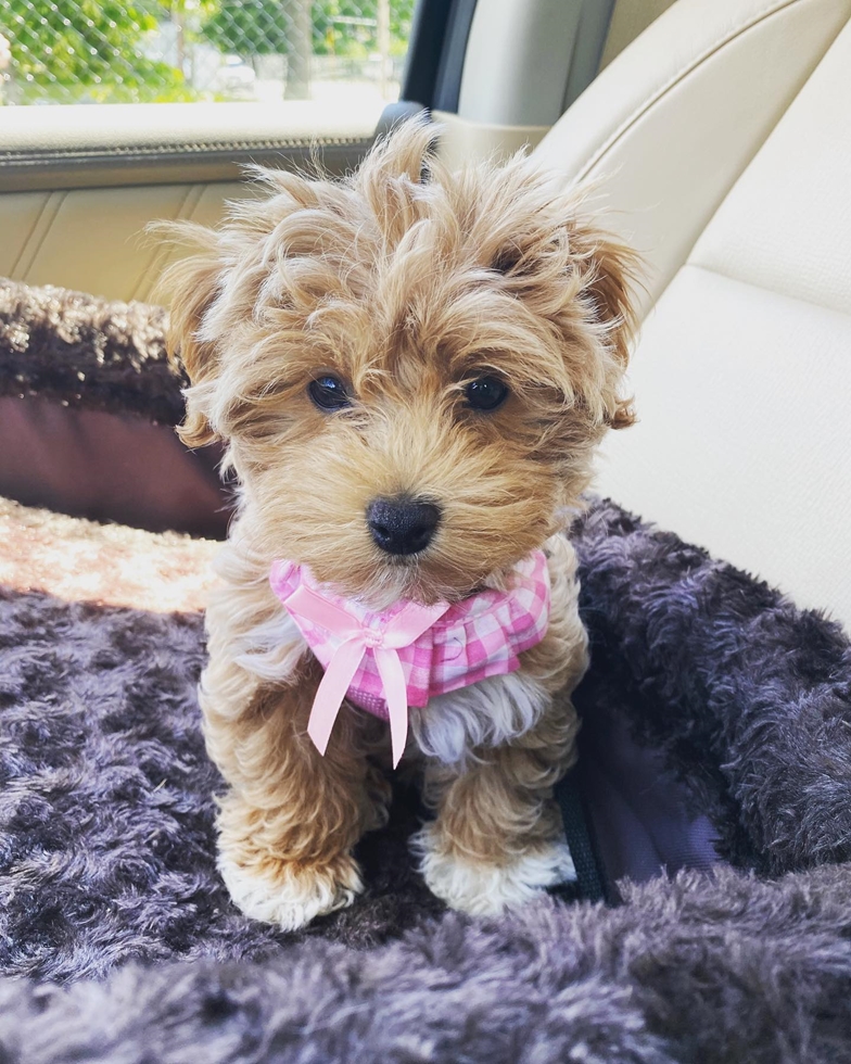 Maltipoo Puppies For Sale (8)