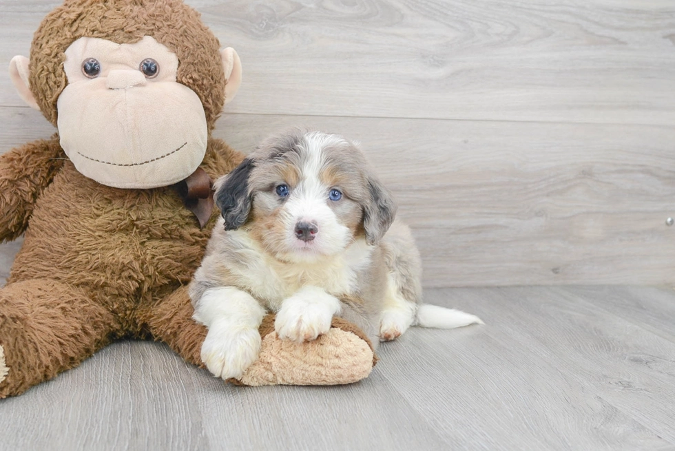 mini-bernedoodle-lunetta-8173024962194291
