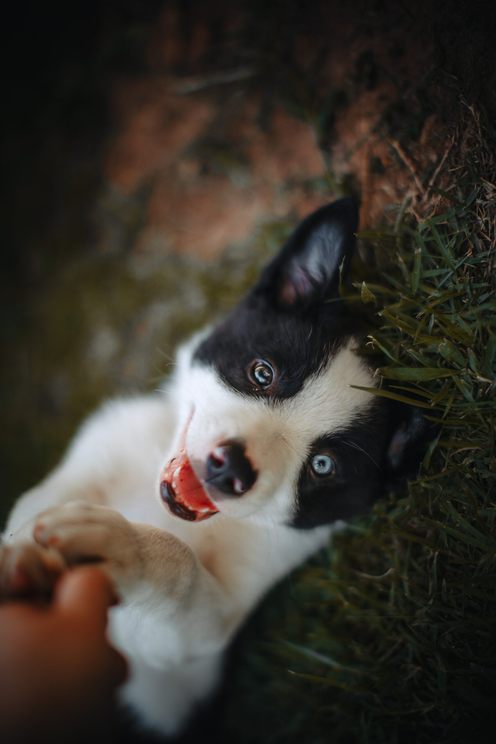 Puppy-For-Sale (26)
