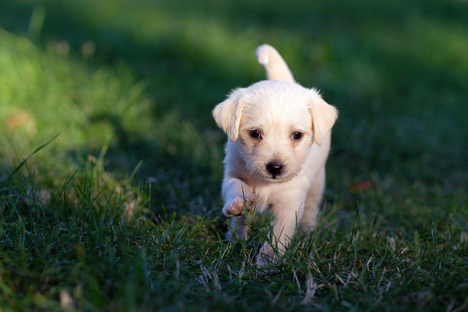 Puppy-For-Sale (40)