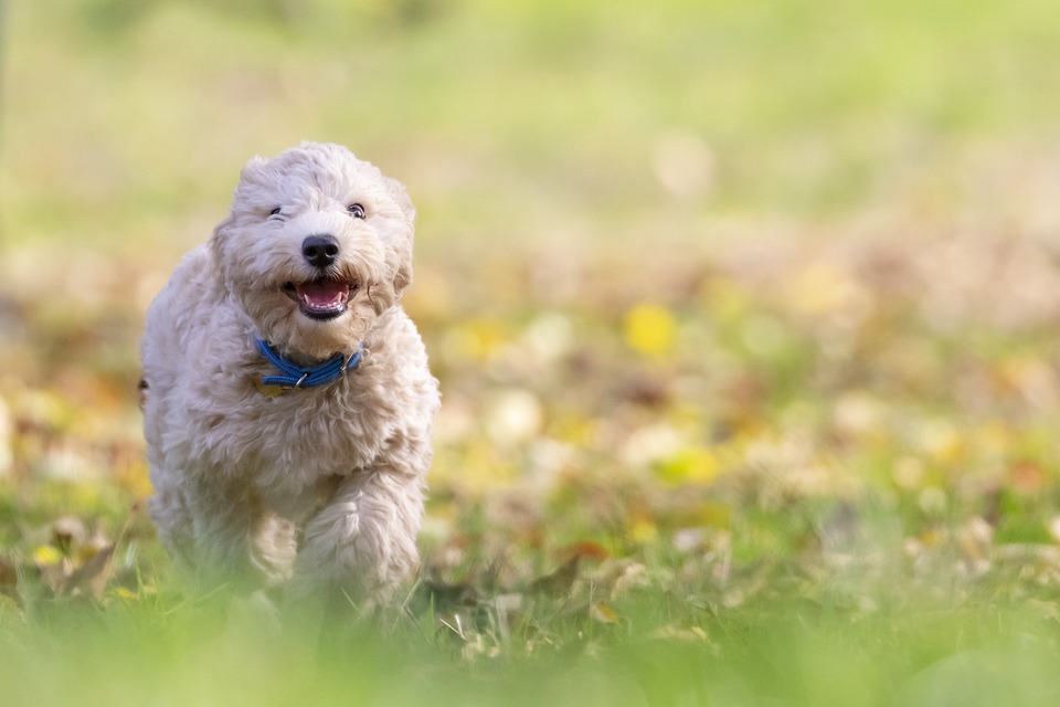 Puppy-For-Sale (41)