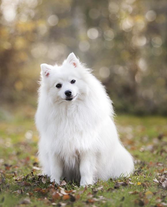 Puppy-For-Sale (42)