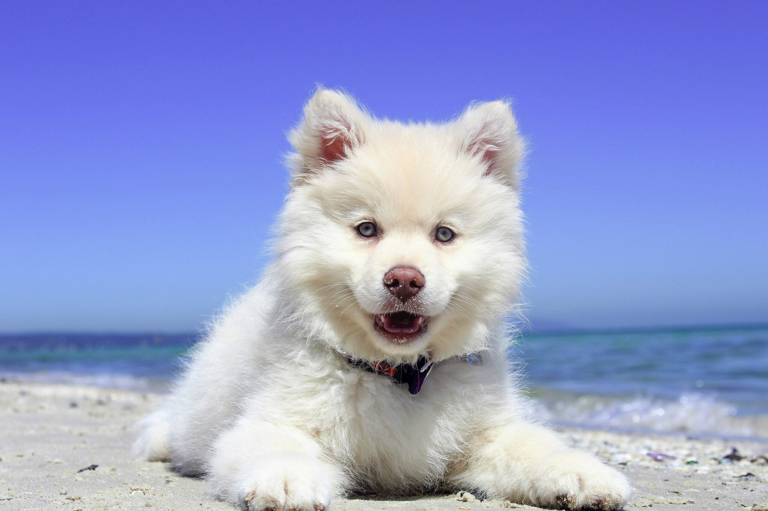 Puppy-For-Sale (46)