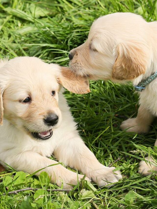 What to consider when buying a puppy?