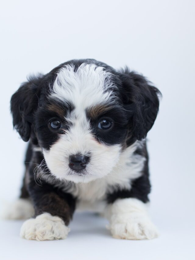 pexels-poodles-doodles-1458916