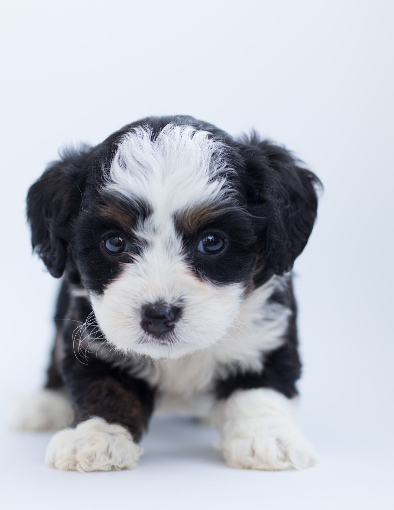 5 ways to identify a responsible dog breeder