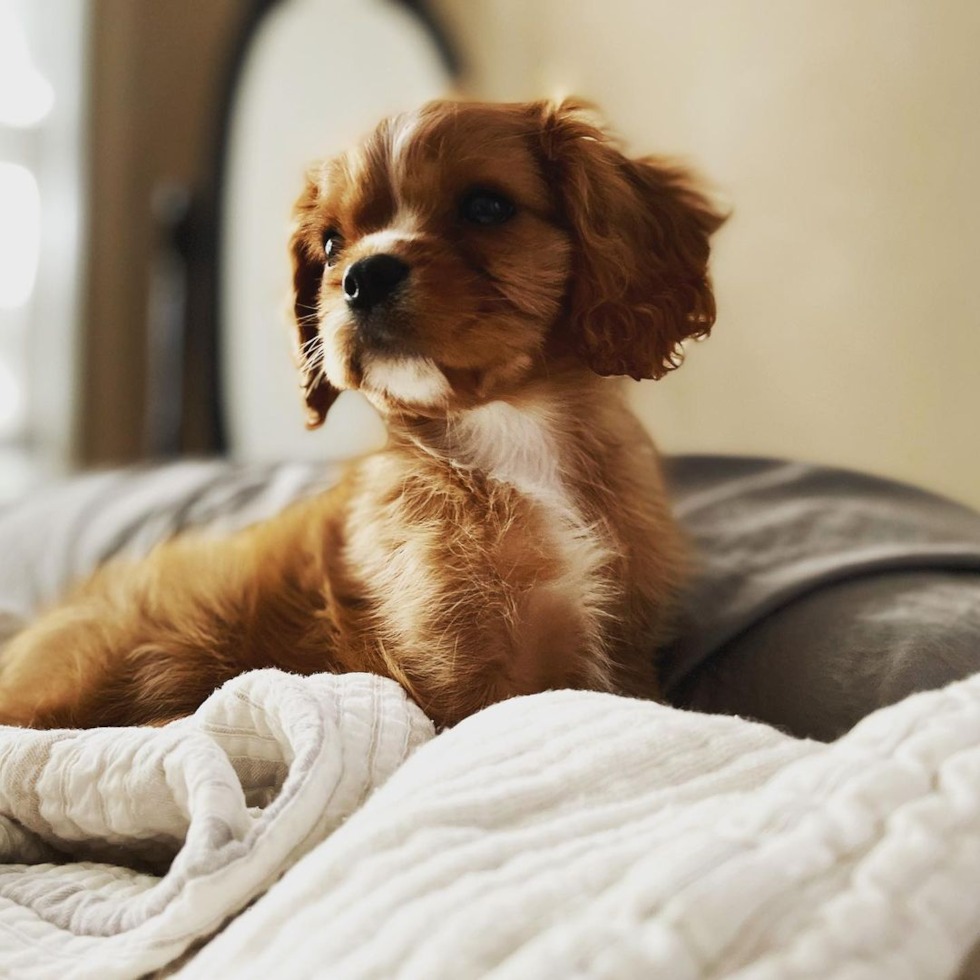 Cavalier King Charles Spaniel puppies for sale (17)