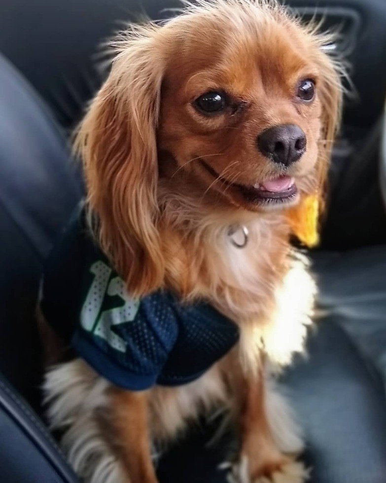 Cavalier King Charles Spaniel puppies for sale (21)