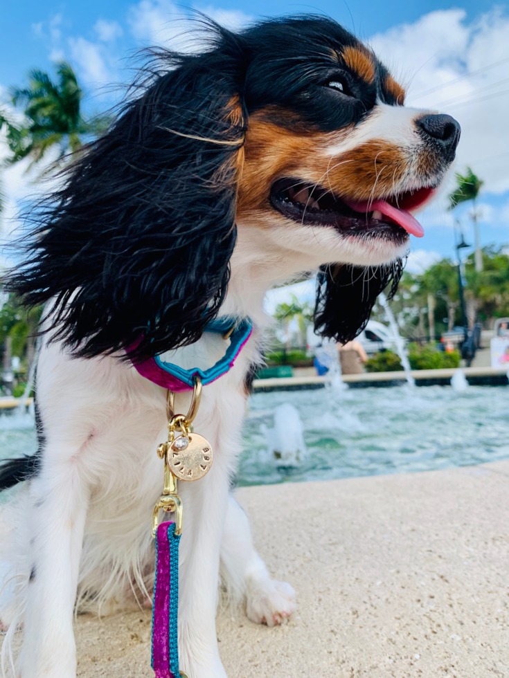 Cavalier King Charles Spaniel puppies for sale (9)