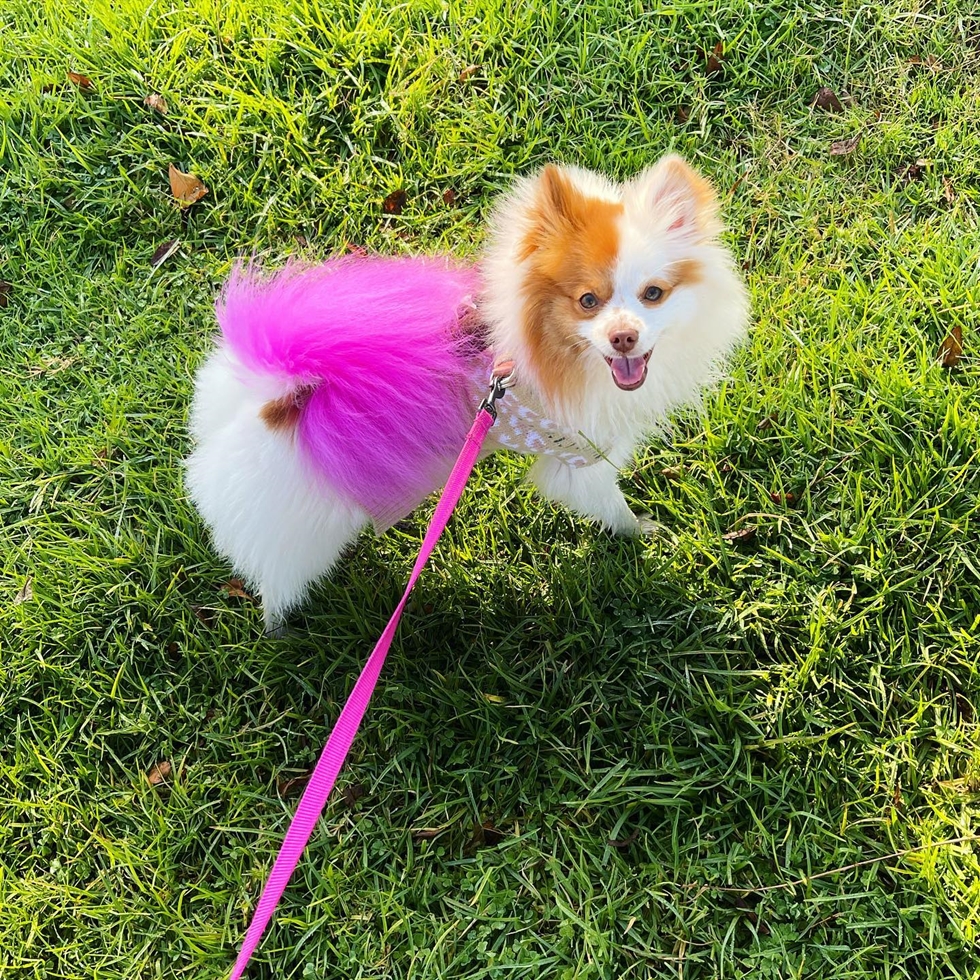 Pomeranian puppies for sale (8)