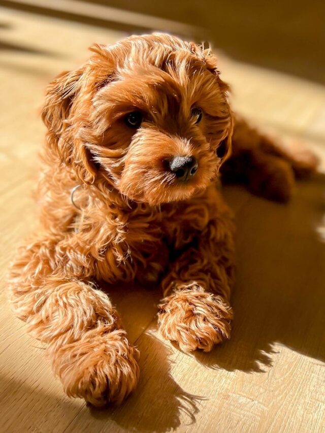 What food do Cavapoos eat? Inspiration Station