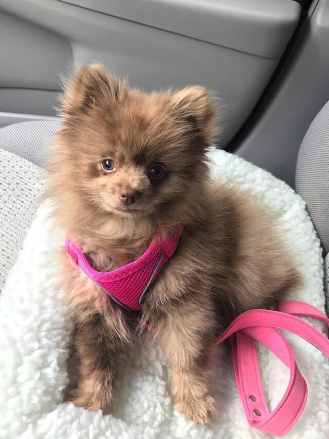 Pomeranian puppies for sale (1)