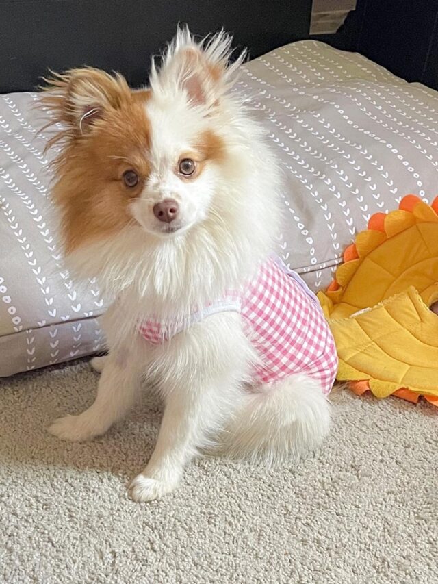 Are Pomeranians good with children? Inspiration Station