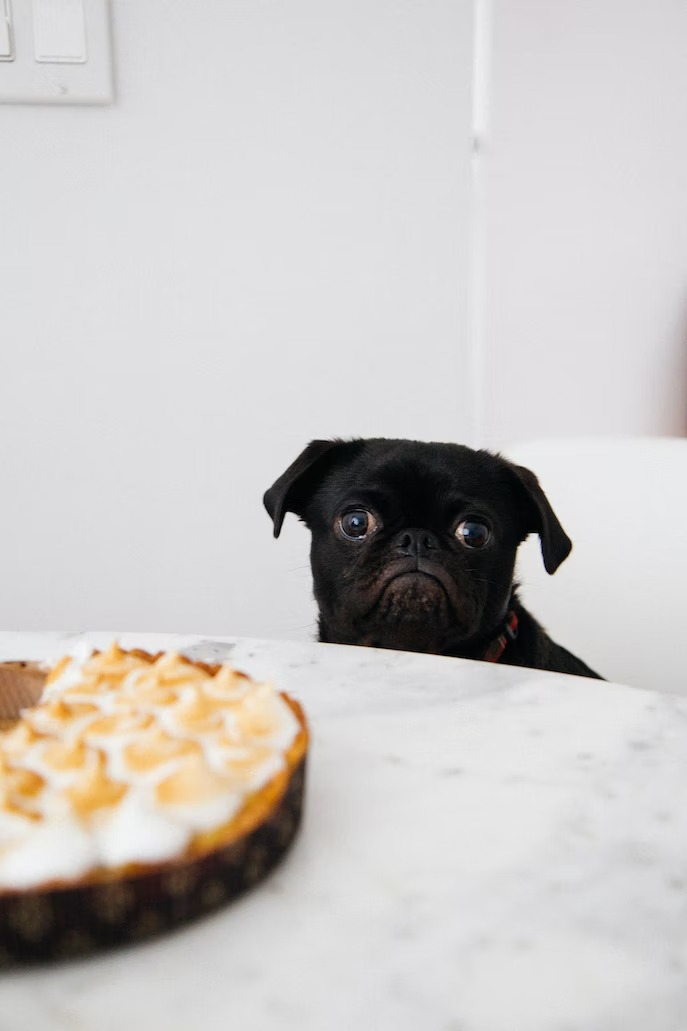 Bake Holiday Cookies With Your Puppy This Christmas (2)