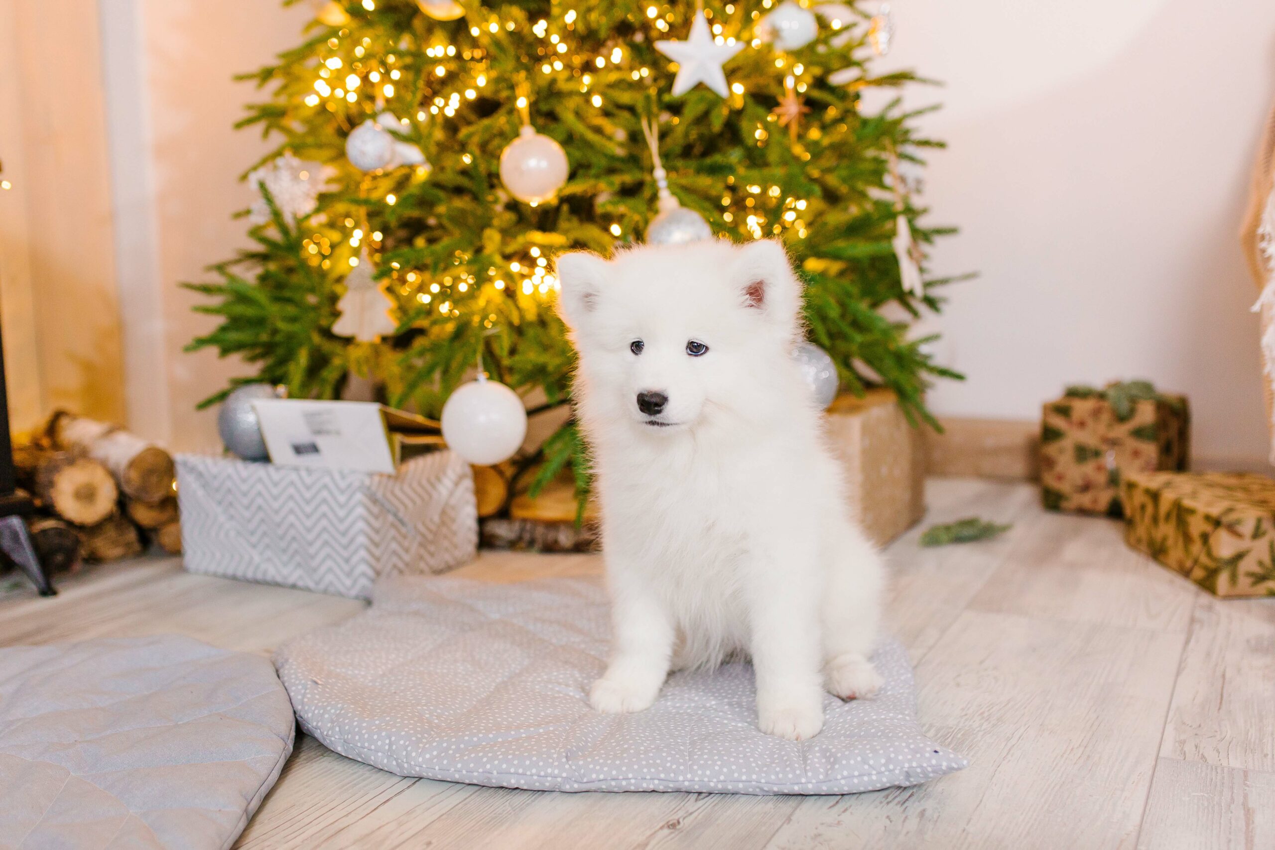 Puppy Christmas Gift